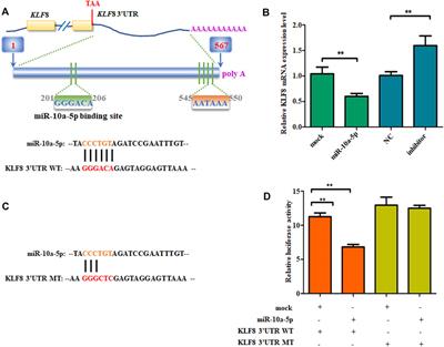 miR-10a-5p Inhibits the Differentiation of Goat Intramuscular Preadipocytes by Targeting KLF8 in Goats